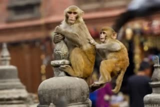 monkeys throw infant from terrace