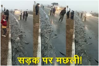 Magur fish scattered on NH 33 due to pickup van overturned in Seraikela