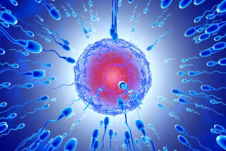 covid-infection-impact-semen