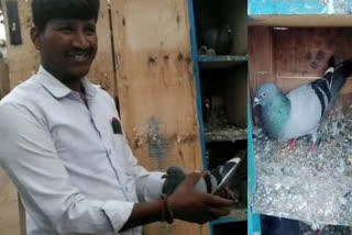 Pigeon with its owner