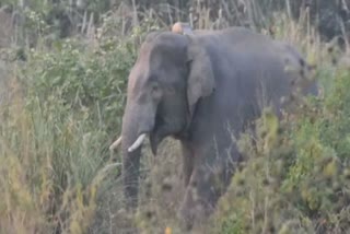 old woman died trying to escape from elephant