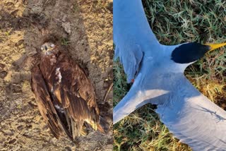 Incident of birds being poisoned and killed