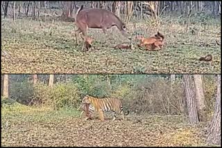 Sambar deer fighting to protect her cub