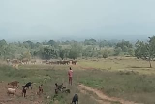 a-herd-of-18-elephants-ride-in-not-one-but-two-farms-dot