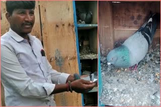 Pigeon Ayyappa Swamy darshan