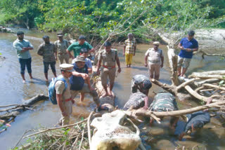 கோவை அருகே உயிரிழந்த பெண் யானையின் எலும்பு கூடுகள் மீட்பு!