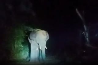 Elephant Heard create havoc in kalahandi