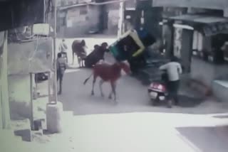 bull tussle in rajkot