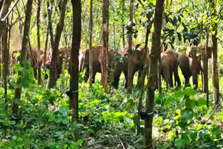 wild elephants  wild elephant  kottaya  mundakkayam  mundakkayam wild elephants  kottayam wild elephants  കാട്ടാന  കോട്ടയം ഇടുക്കി ജില്ല അതിര്‍ത്തി  മുണ്ടക്കയം ടിആര്‍ ആന്‍ഡ് ടി