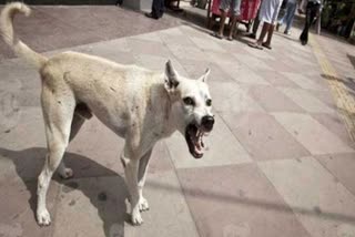 Stray Dog Attack Woman In Thane