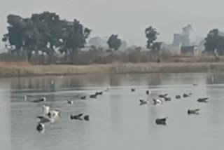 Exotic birds at Mongar Dam in Latehar