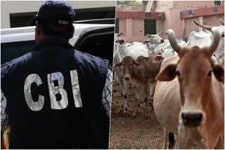 CBI Recorded Bank Manager Interrogation in WB Cattle Smuggling Case