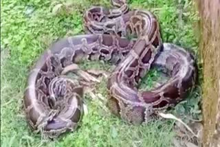 python found in bagaha