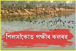 Migratory birds at Silsako Beel