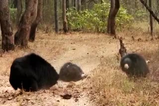 video of bears having fun goes viral