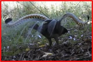 Superb Lyrebird In Melghat