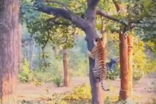 bandhavgarh tiger reserve tiger climb tree