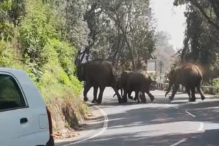 24 நாட்களாக ஊரைவிட்டு வெளியேறாத யானைக்கூட்டம் - மக்கள் அவதி!