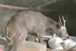 sambar deer rescue operation in pendra