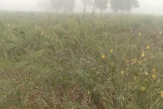 fog in Alwar