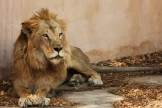 Lion, lioness drown after falling into open well