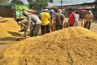 jabalpur paddy sold in open market