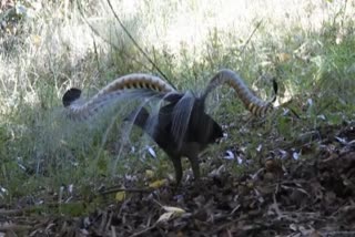 super Lyrebird Bird in Melghat