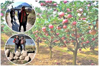 Growers buy fruitful plants from Nauni University.