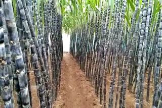 patlu-village-grows-patavali-and-black-sugarcane-for-the-sankranti-festival