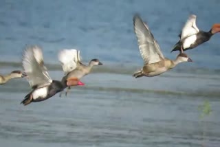 migratory birds in bilaspur