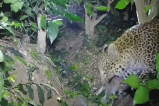 Leopard cubs reunited with mother