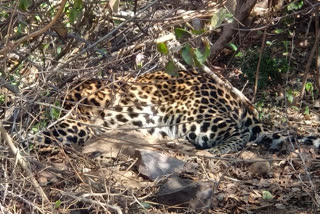 leopard trapped in wire in sagar