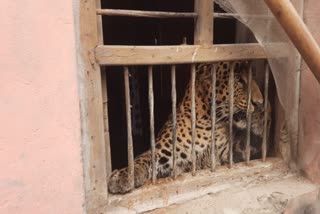Leopard in Aligarh