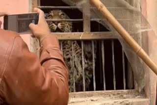 leopard entered house