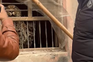 Leopard Entered Inside House In Aligarh Uttar Pradesh