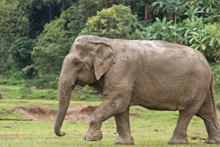 People die due to Elephant Attack