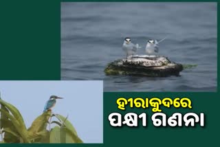 Hirakud Annual Bird census