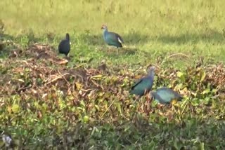 Migratory birds flock at Kodomoni Bill in Tingkhong Dibrugarh