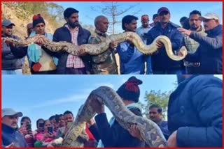 Giant Rock Pythons in Himachal.