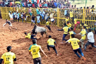 State Minister for Environment and Climate Change, Siva V Meyyanathan and Minister for Law, S Regupathy inaugurated the Jallikattu event with 300 bulls released into the sporting arena one after the other in Thachankurichi village in Tamil Nadu.