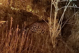 shivpuri female leopard with children