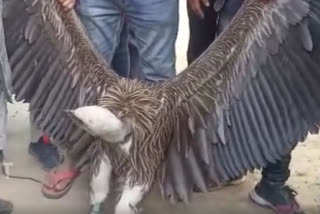 Extinct white vulture spotted in Kanpur; Zoo authority to take care