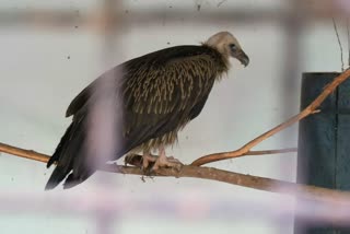 Extinct white vulture caught in uttar pradesh