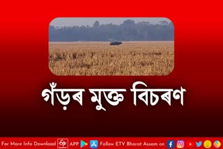 Rhinoceroses roam Free at Balma fields in Teok Dibrugarh