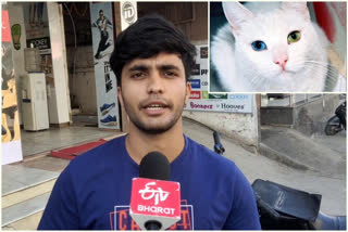 Cat Theft In Vanasthalipuram