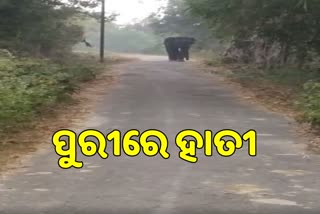 ପୁରୀ ସଦର ବ୍ଲକରେ ହାତୀ ଆତଙ୍କ