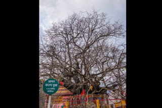 The scared Kalpavriksha at Jyotir Math premises