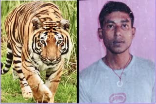 Etv Bharat Tiger killed man in Piliphit