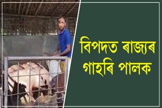 Pig Syndicate in Assam