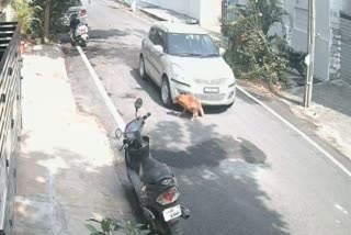 a-car-driver-drove-a-car-over-a-sleeping-stray-dog